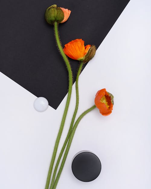 Photo of Poppy Flowers on Black and White Background