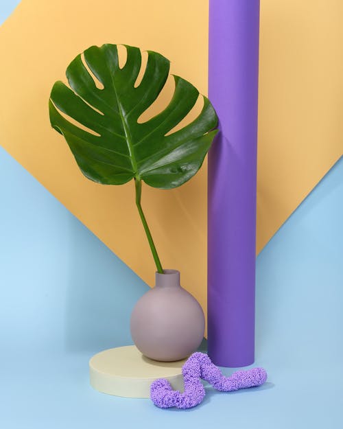 Photo of Monstera Leaf on Purple Vase