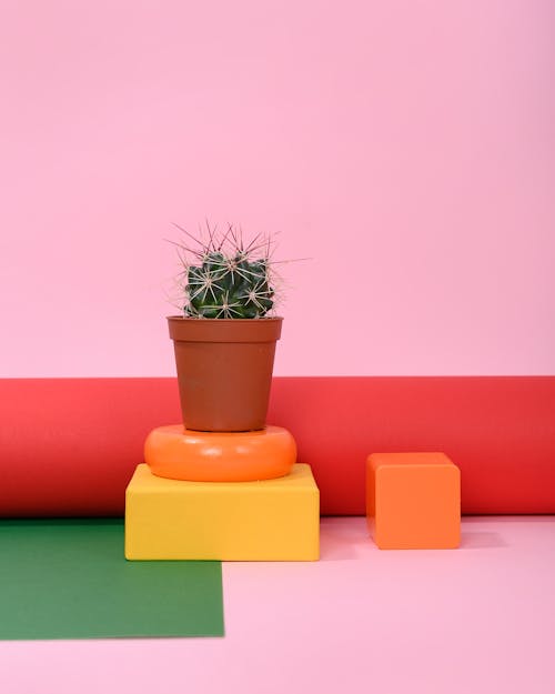 Photo of Cactus Plant on Small Brown Pot