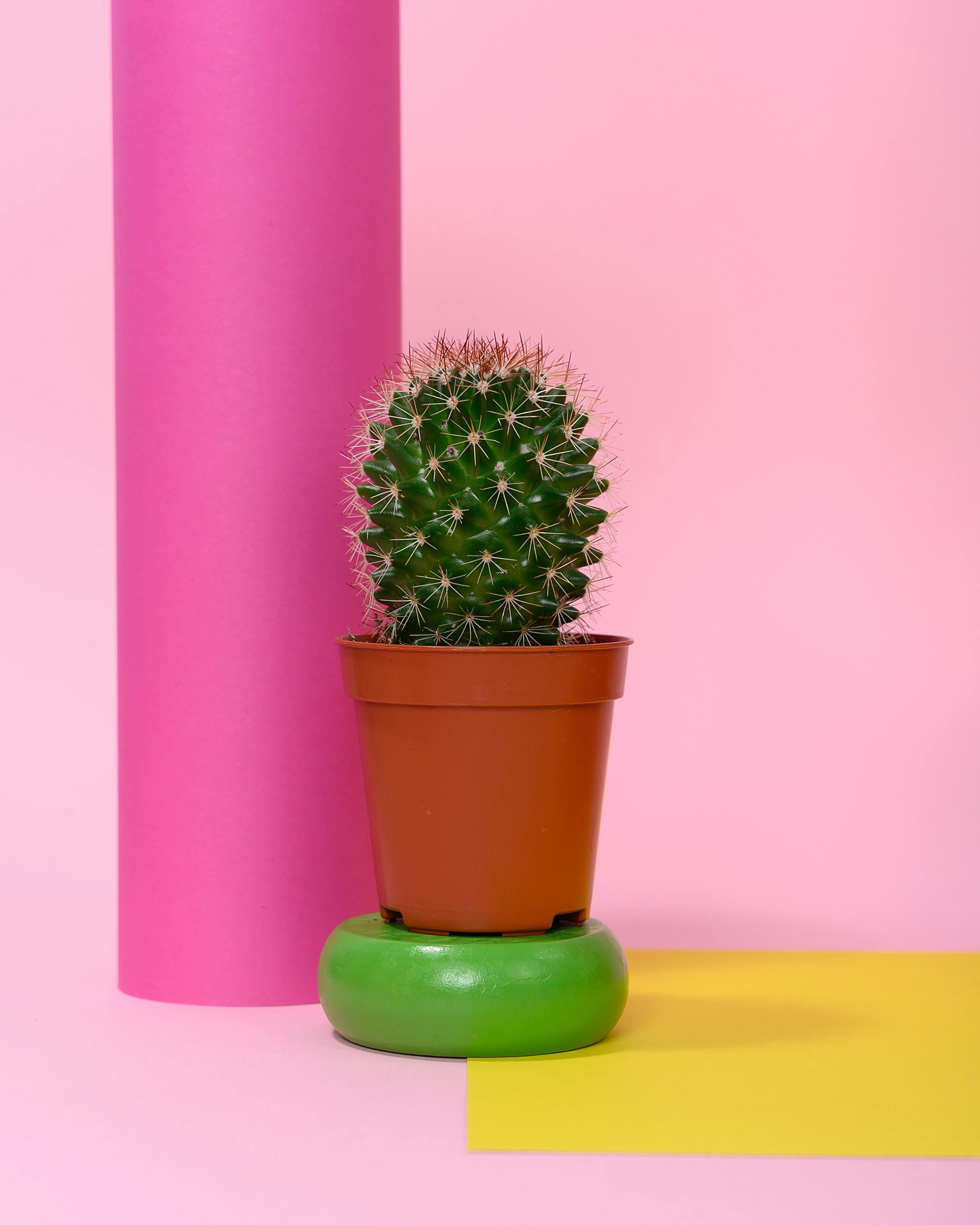 stockx cactus plant