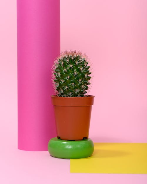 Free Photo of Cactus Plant on Brown Pot Stock Photo