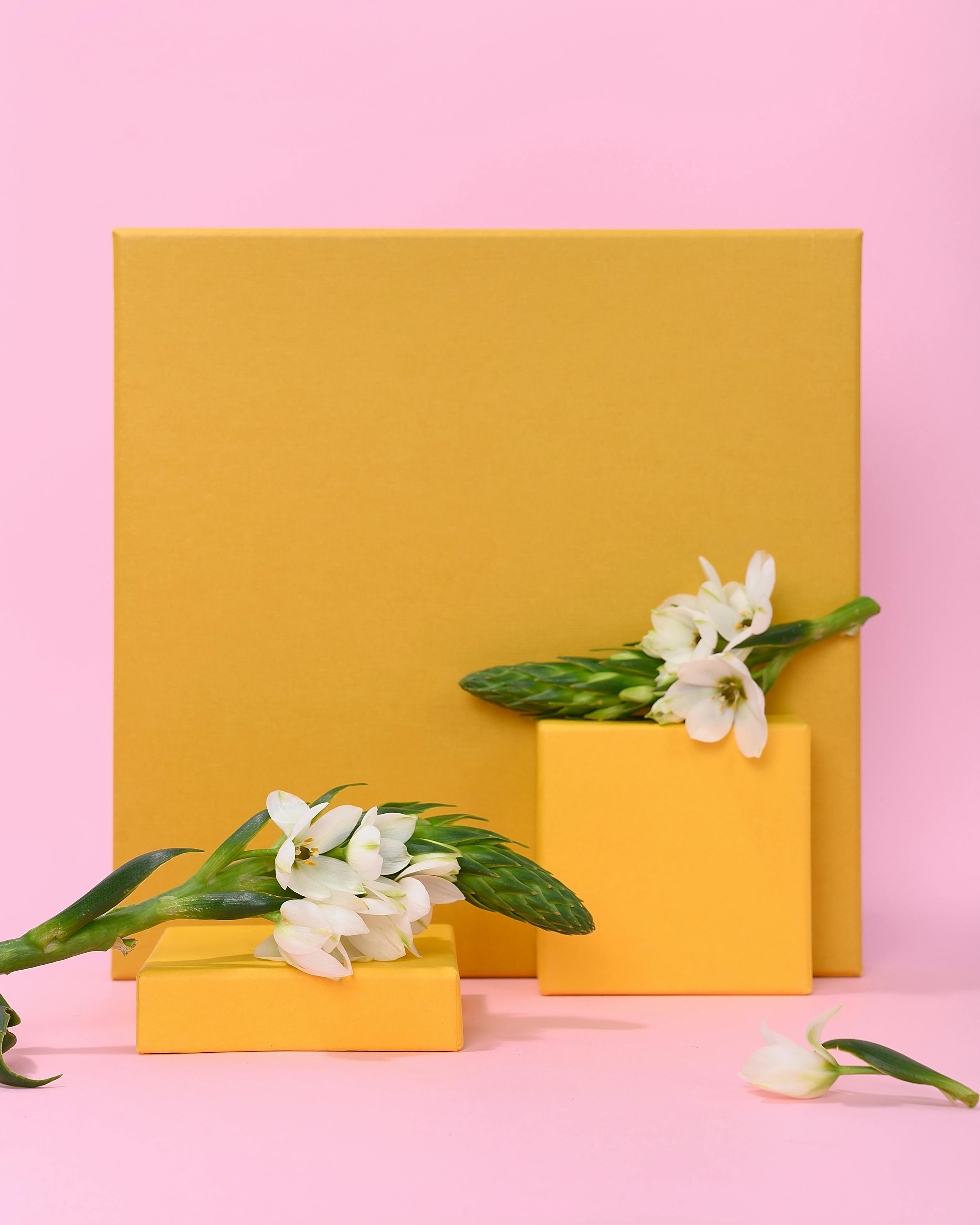 Elegant minimalist still life featuring white flowers on geometric shapes against a pink background.