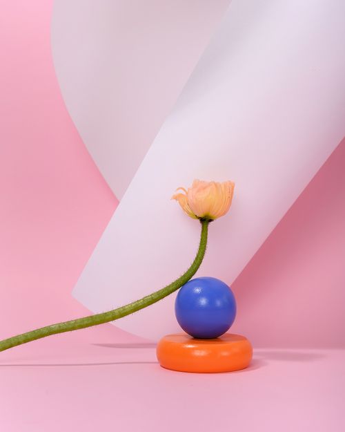 Free Artistic composition with flower and geometric shapes on pastel pink background. Stock Photo