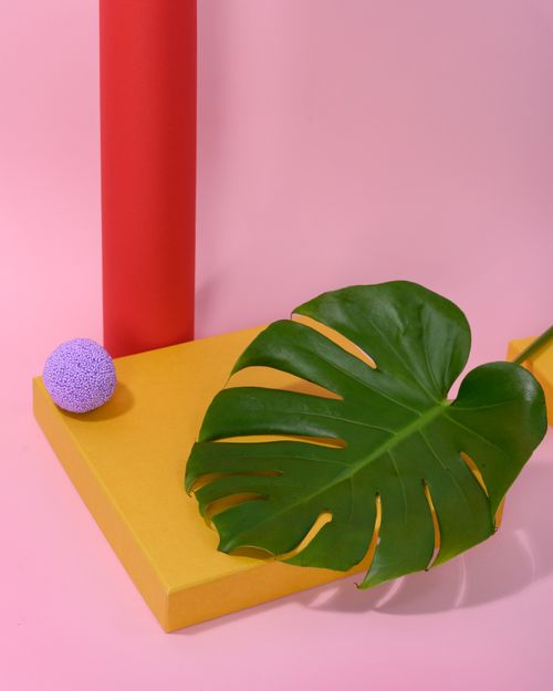 Free Stylish still life featuring a Monstera leaf with bold geometrical shapes on a pastel backdrop. Stock Photo