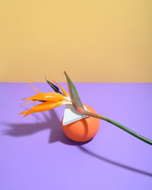 Free Bold still life featuring a Bird of Paradise flower on vibrant geometric background. Stock Photo