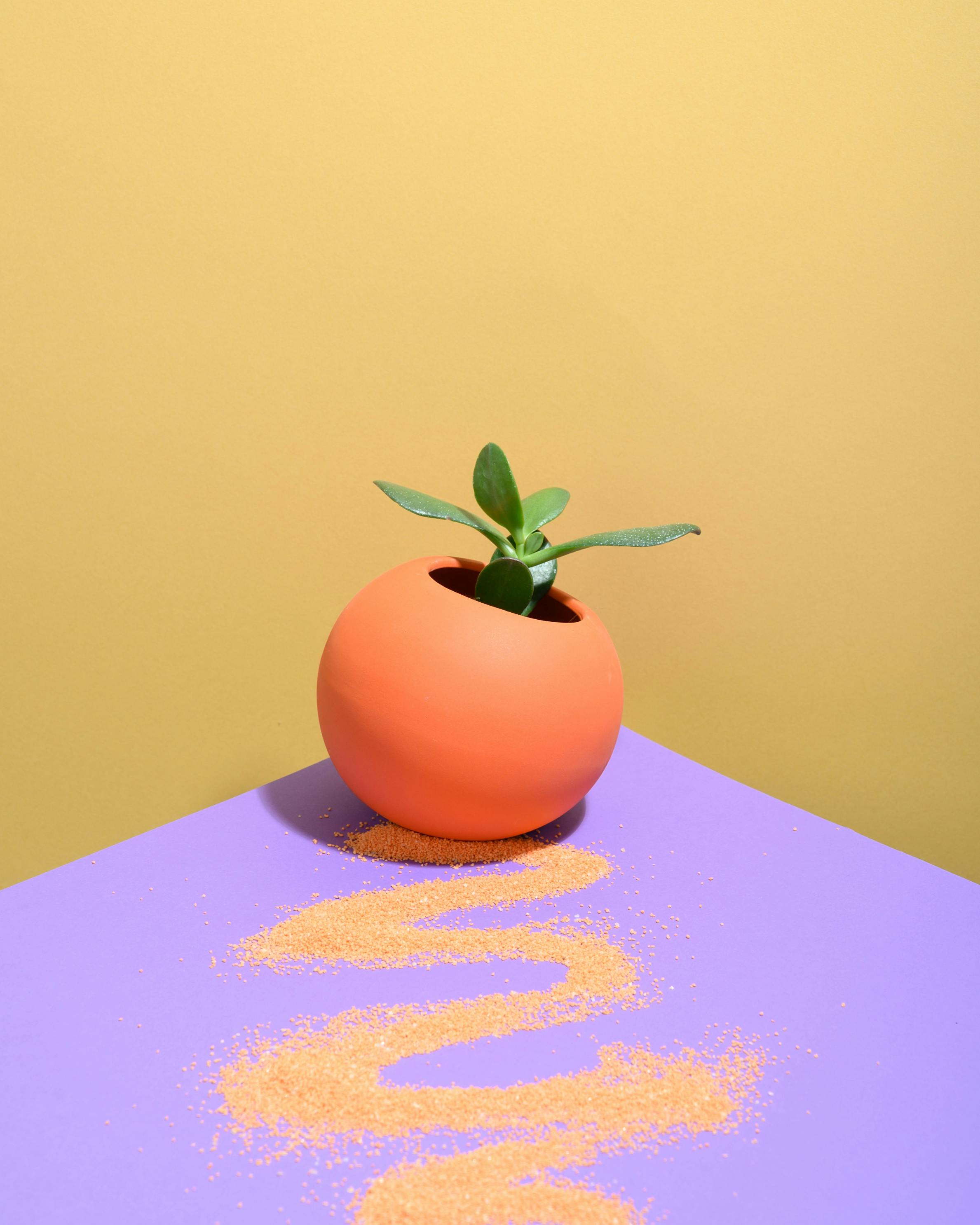 Modern still life of a green succulent in an orange pot on a purple surface with yellow background.