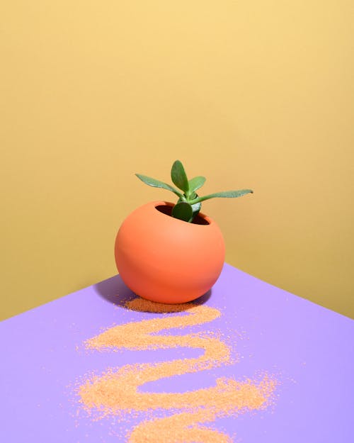 Photo of Plant in a Ball-Shaped Vase