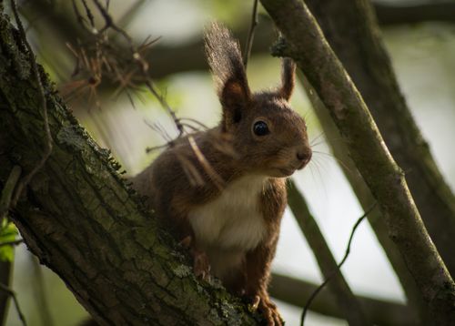 Free A squirrel perched on a branch, showcasing its fur and curious expression in an outdoor setting. Stock Photo