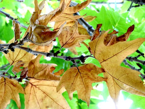 Free stock photo of dry leaves