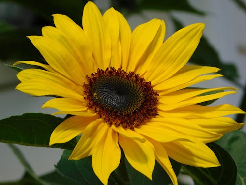 Foto profissional grátis de amarelo, fechar-se, flor