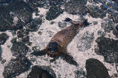 A Seal in Water