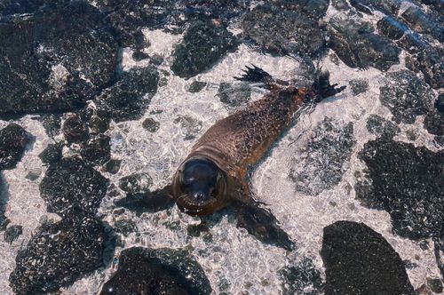Free A Galápagos sea lion swimming in the pristine, clear waters of Ecuador, showcasing wildlife in nature. Stock Photo