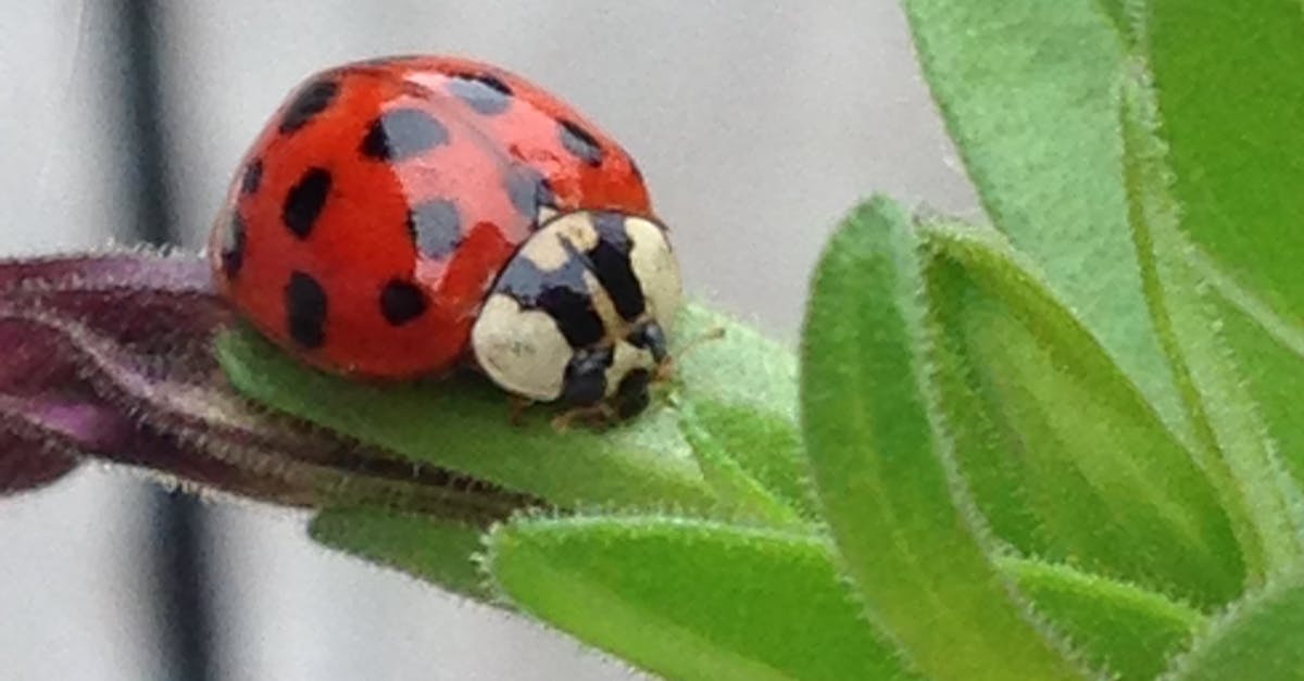 Free stock photo of ladybug