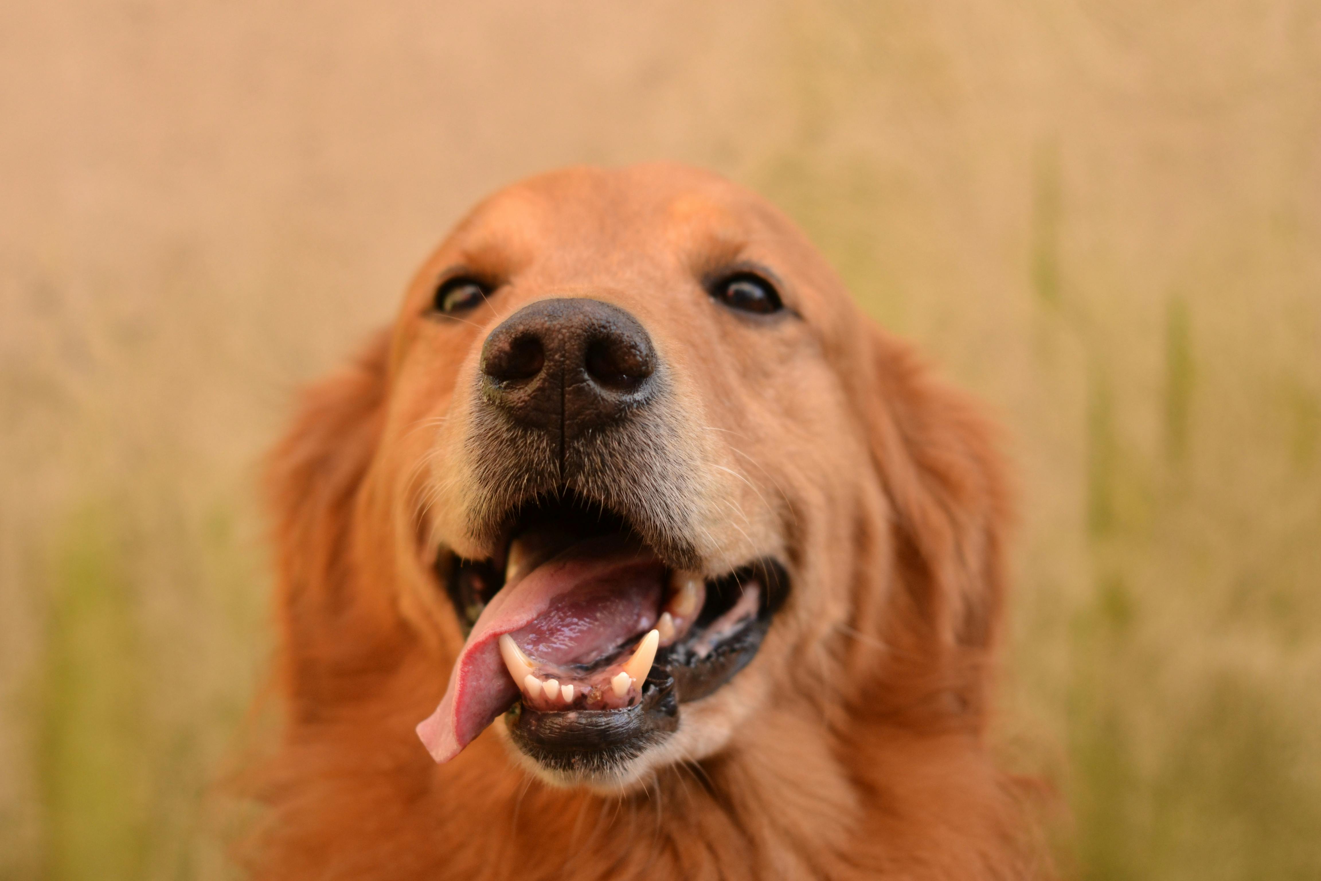 Discover The Ultimate Golden Retriever Diet Secrets For Optimal Health