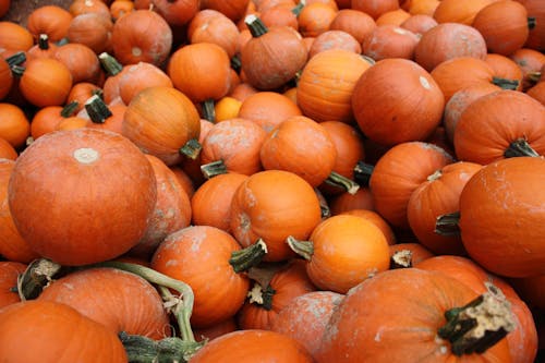 Fotografi Pile Of Pumpkins