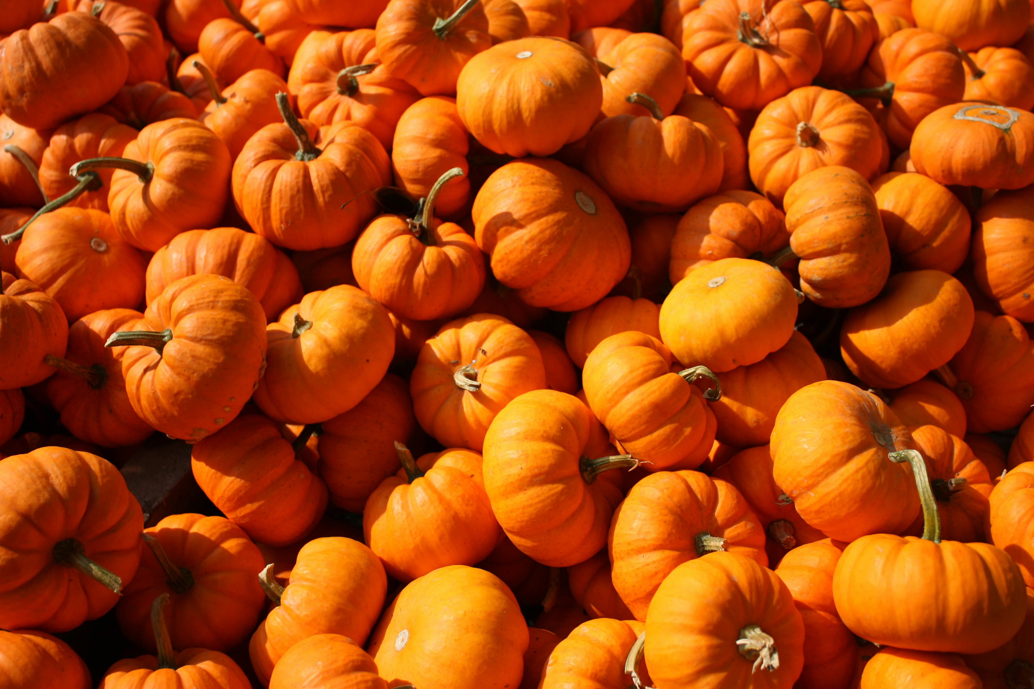 Photo of Pumpkins · Free Stock Photo