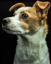White and Brown Short Coated Dog