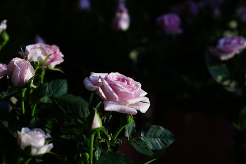 Fotobanka s bezplatnými fotkami na tému kvet, ruže