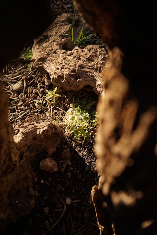 Fotobanka s bezplatnými fotkami na tému rastliny