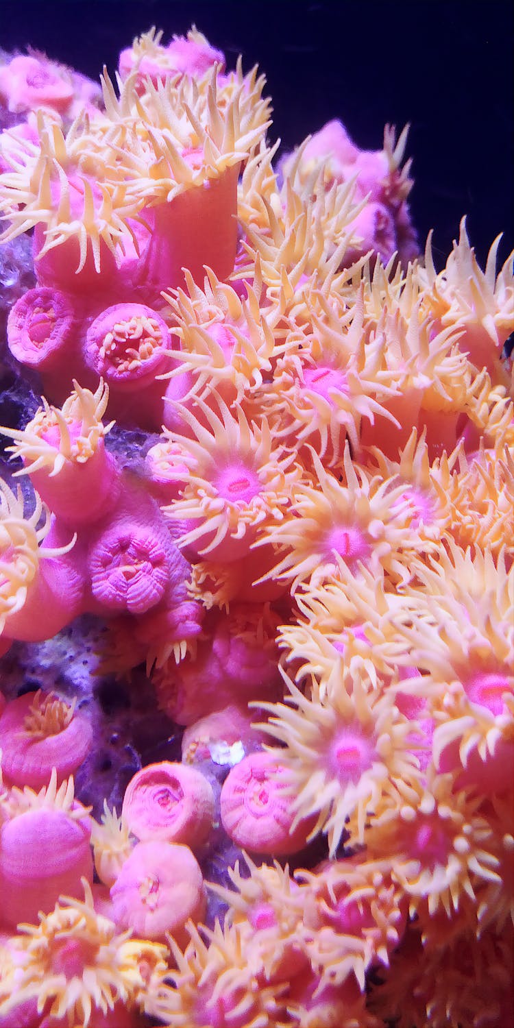 Pink And White Coral Underwater