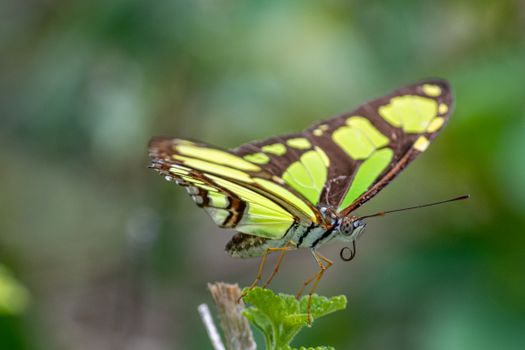 Macro Shot of a Butterfly