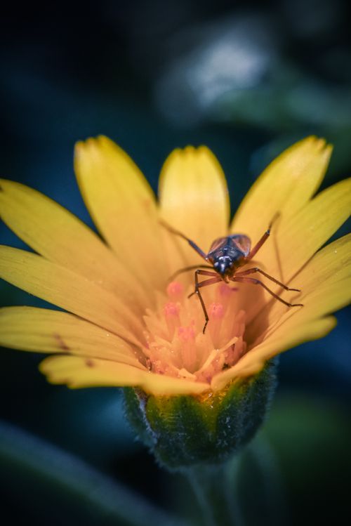 Free stock photo of beautiful flower, blooming flower, bug Stock Photo