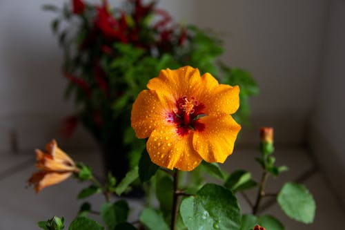 Yellow Hibiscus Flower in Close Up Photography