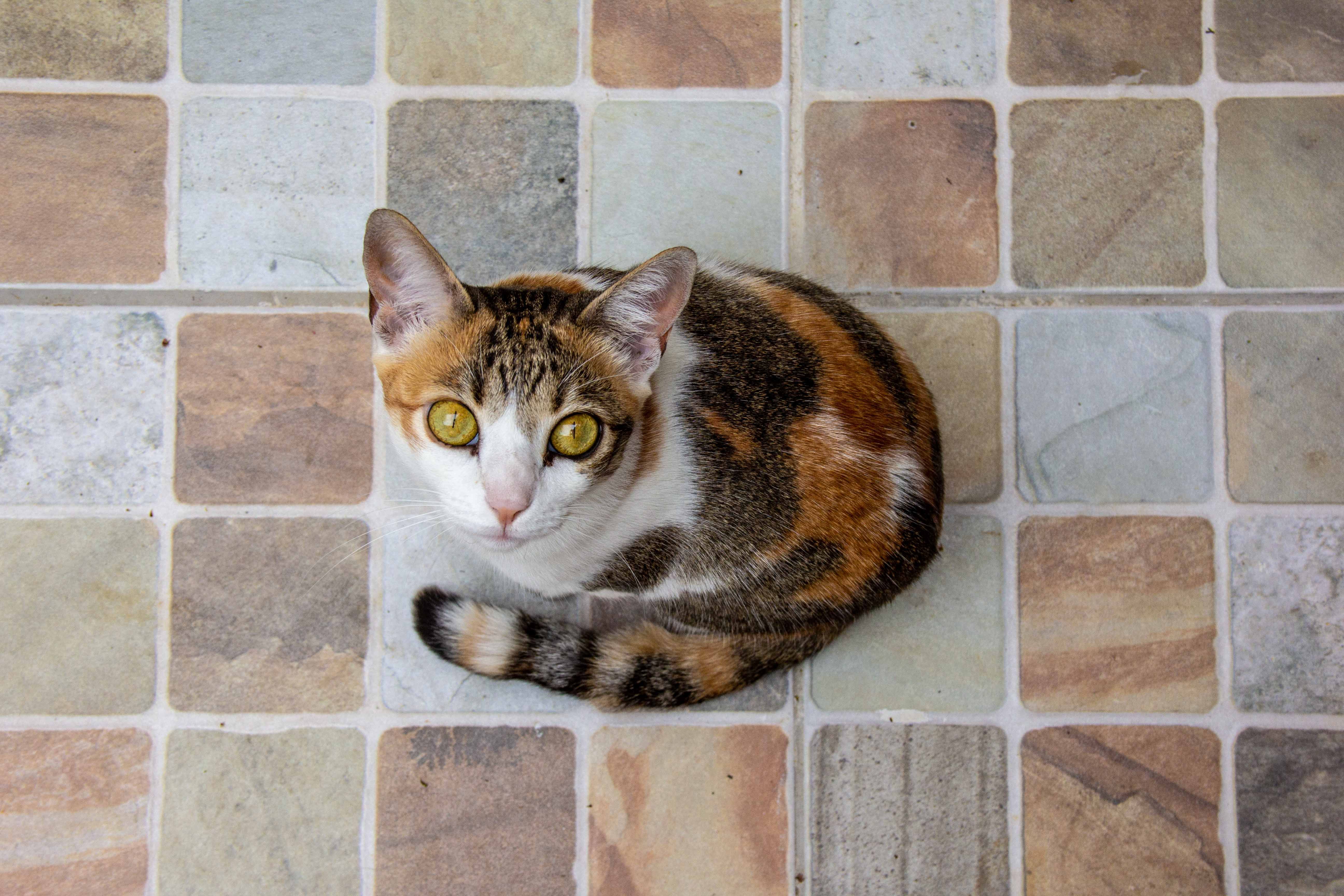 Brazilian Shorthair