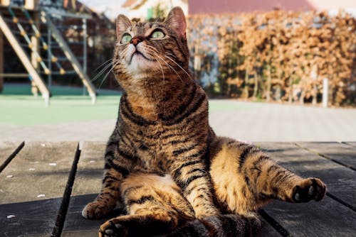 Brown Tabby Cat Sitting on Wooden Deck