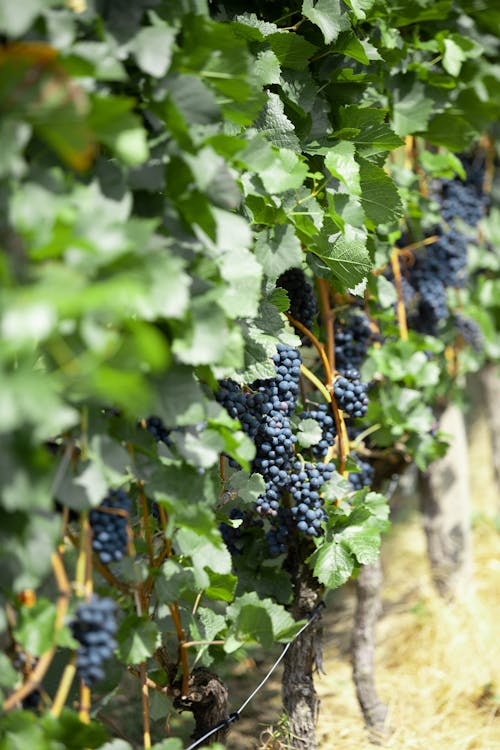 Grapes Hanging on Vines