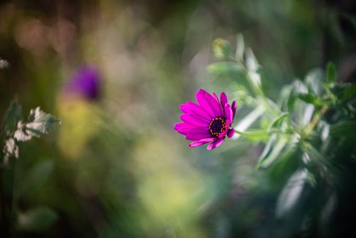 Free stock photo of beautiful flower, bokeh, natural spring Stock Photo