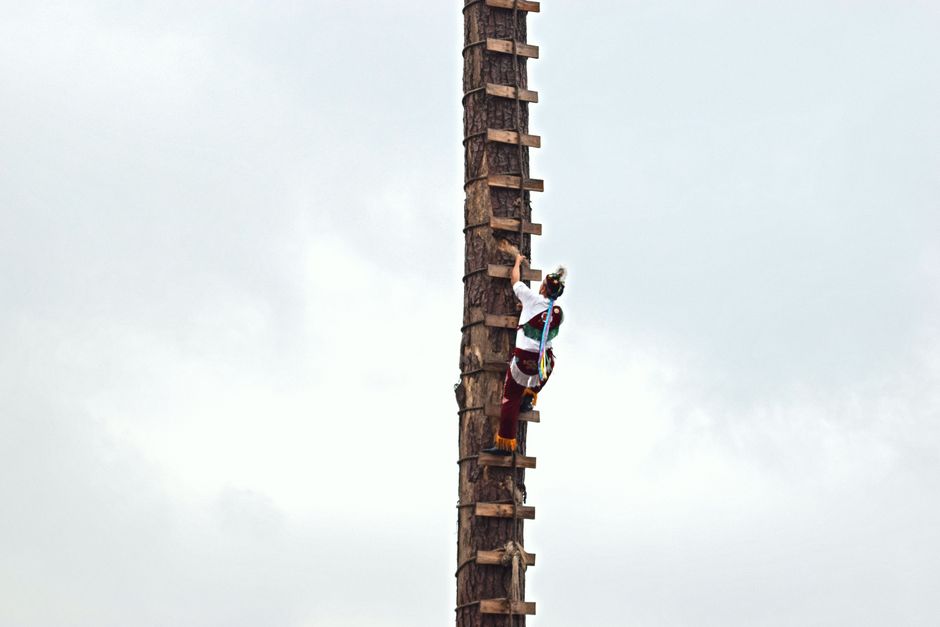 Person climbing a large tree trunk — professional tree climbing for pruning maple trees in Surrey BC