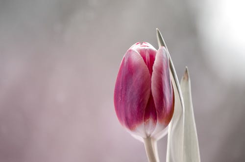 Kostenloses Stock Foto zu aromatisch, blatt, blühen