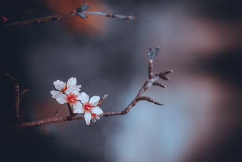 Free stock photo of almond trees, kids decorating christmas tree, mother nature Stock Photo