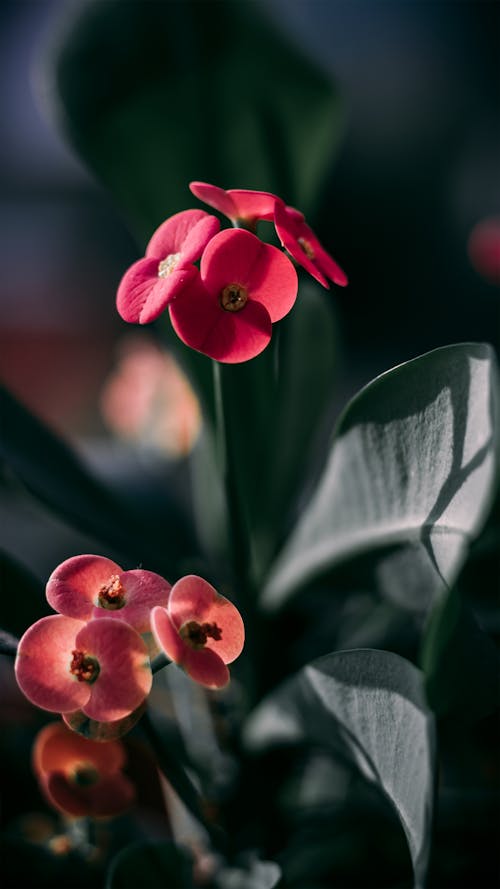Free Close Up Photo of Red Flowers Stock Photo
