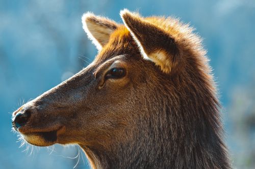 Free Close-up of a deer's profile in natural light, showcasing its detailed fur and calm expression. Stock Photo