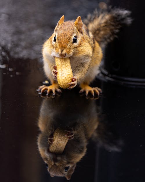 Small squirrel eating peanut in puddle