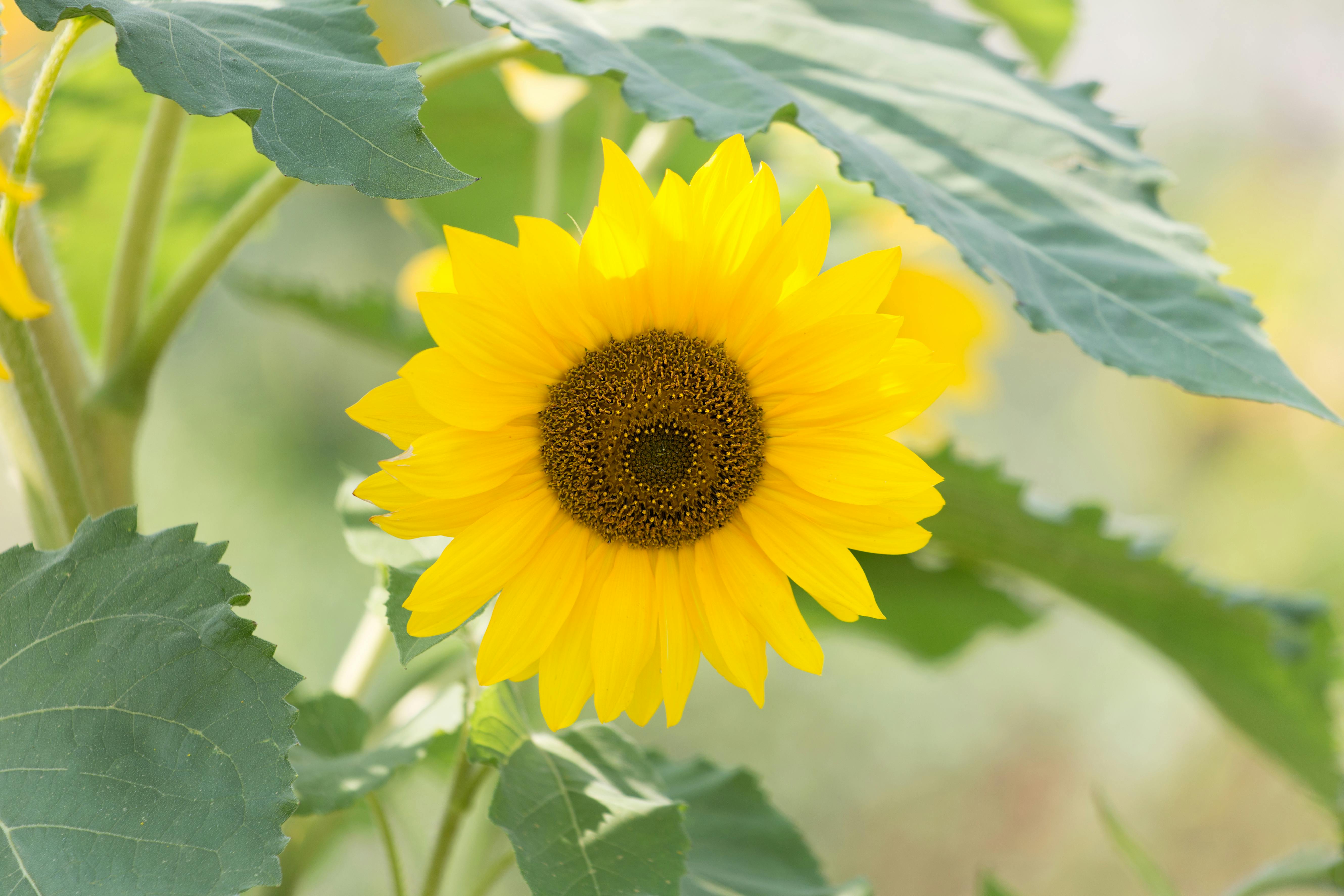 ひまわり 夏 植物の無料の写真素材