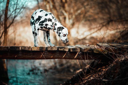 Foto profissional grátis de acasalar, adorável, animal