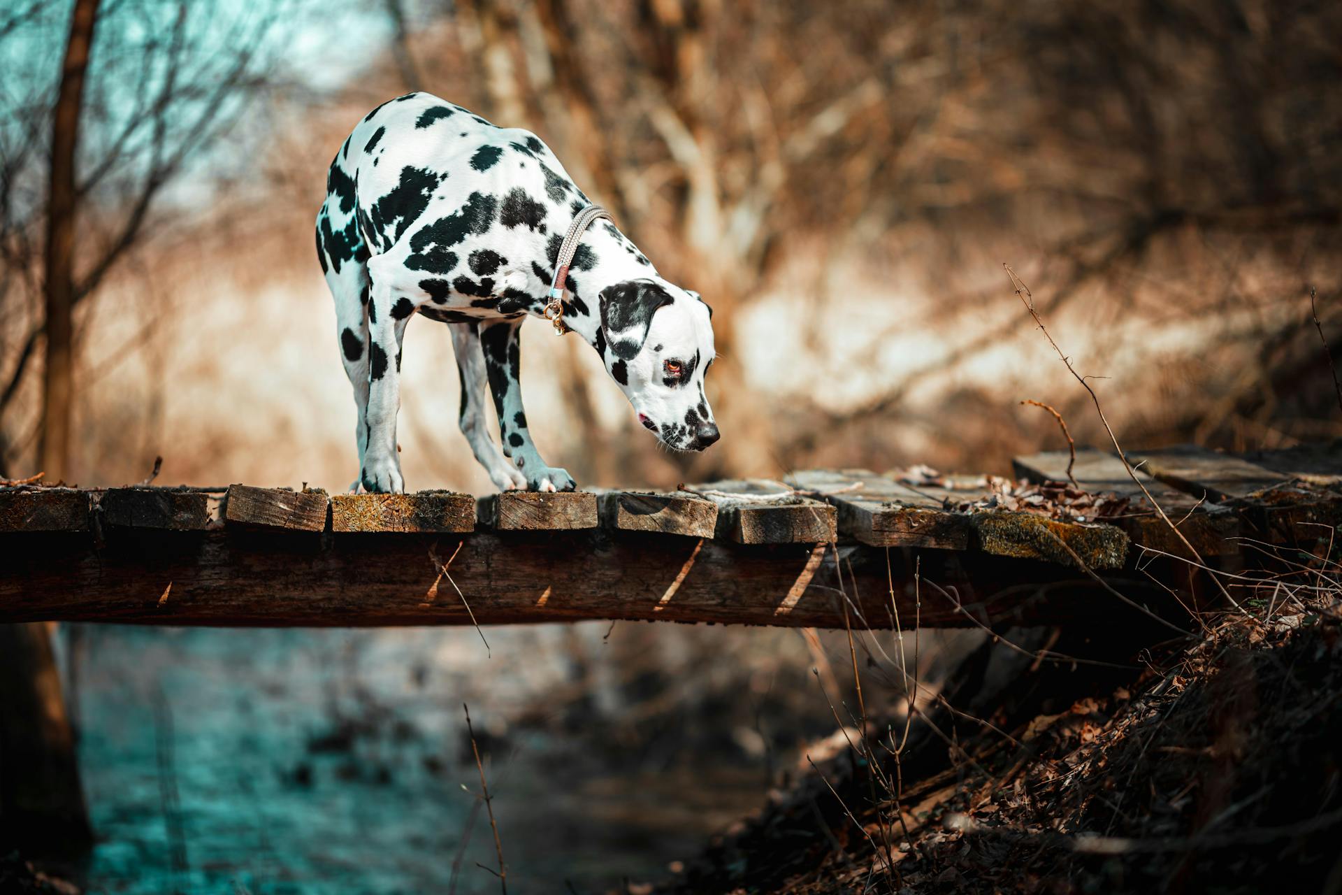 A Dalmatian Dog on a Wooden Bridge