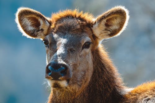 A Close-Up Photo of a Deer