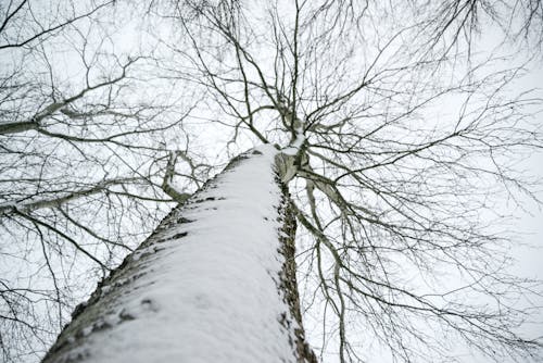 Free Low Angle Photo of Snow Covered Dried Tree Stock Photo