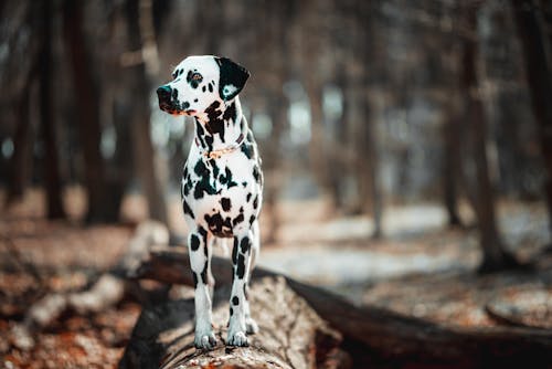 Kostnadsfri bild av canidae, dalmatiner, fläckar