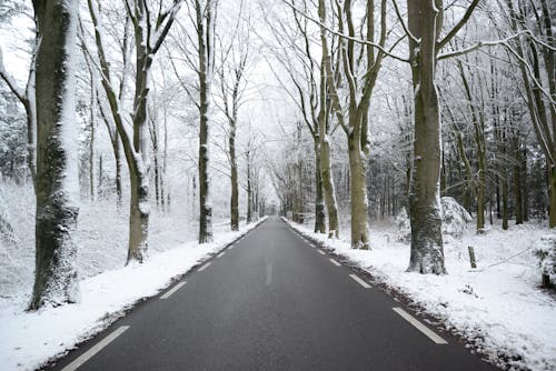 Ücretsiz ağaçlar, Aralık, asfalt içeren Ücretsiz stok fotoğraf Stok Fotoğraflar