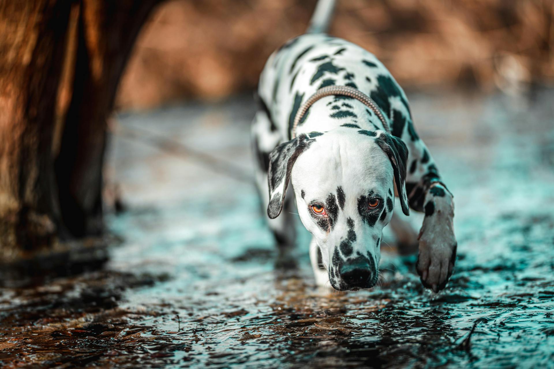 Close Up Photo of a Dalmatian