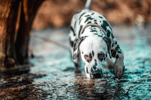 Free A Dalmatian dog cautiously exploring a wet outdoor area, close-up capture. Stock Photo