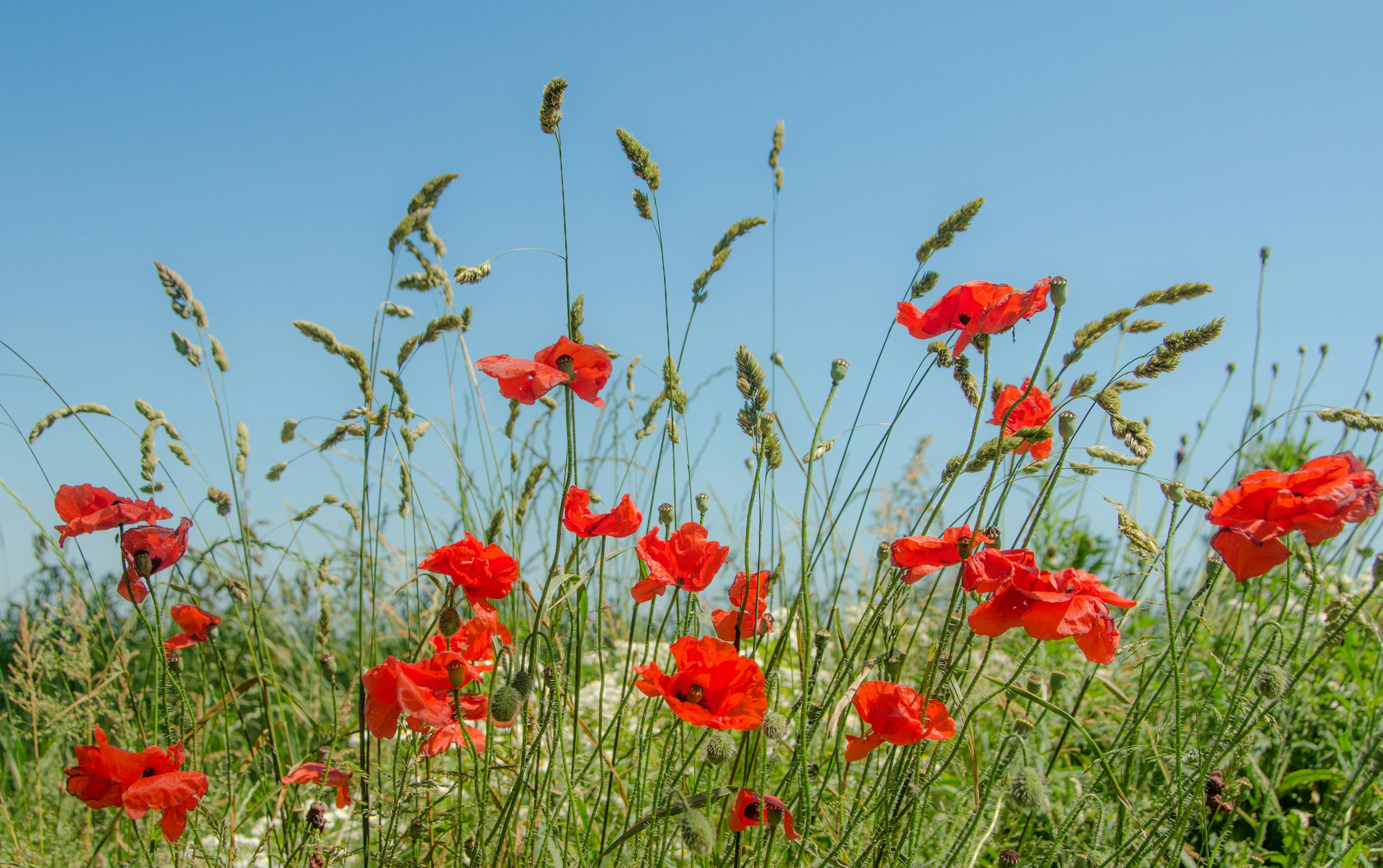 Photo Gratuite De Champs Coquelicot Coquelicots