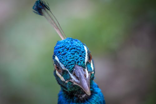 Gratuit Imagine de stoc gratuită din adâncime de câmp, albastru, animal Fotografie de stoc