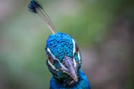 A Close-Up Shot of a Peacock