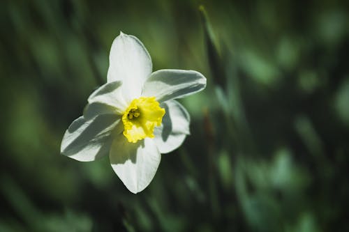 Imagine de stoc gratuită din a închide, alb, floare